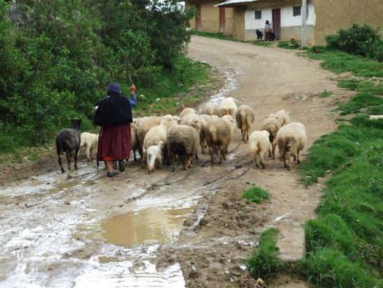 so sehen die hauptstrassen und ihre verkehrsteilnehmer im chachapoyas land aus.