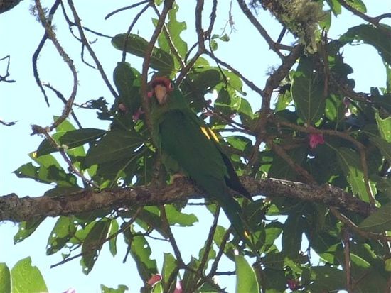 akustische unterhaltung vom baum.