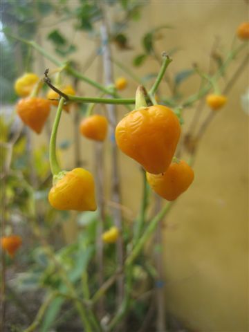 unsere hauseigenen chiles.