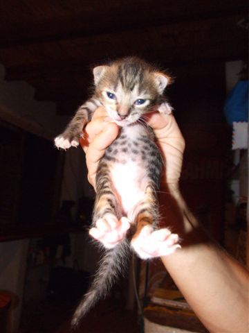 hier eine heisse katze.