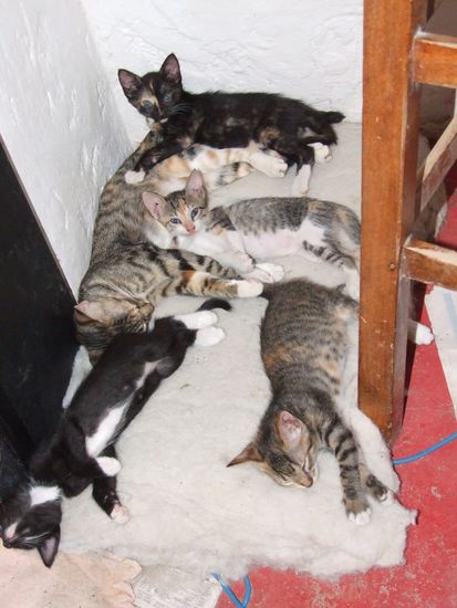 letztes gruppenfoto der katzenmeute, von hinten nach vorne, anke, liegnd links mamasita, ashley, rechts karla, links thomas der kater.