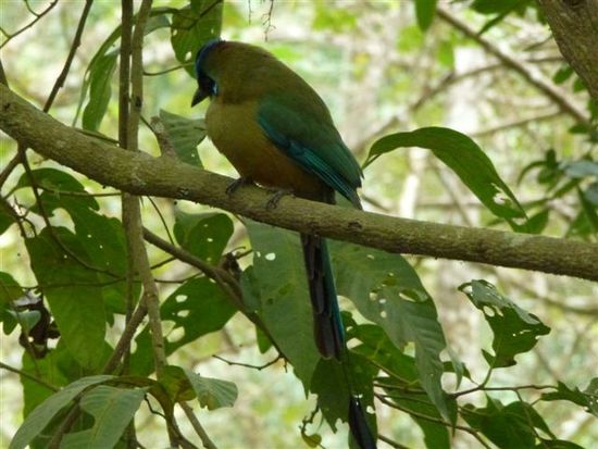 sogar der seltene motmot schaut vorbei.