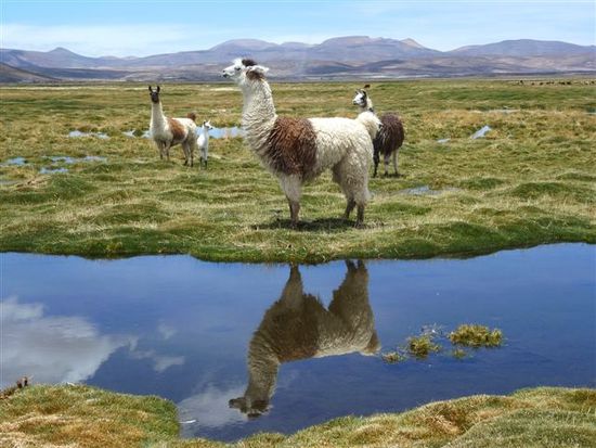 wanderung durch die laguna, papi alpaca passt auf herde und kidies auf.