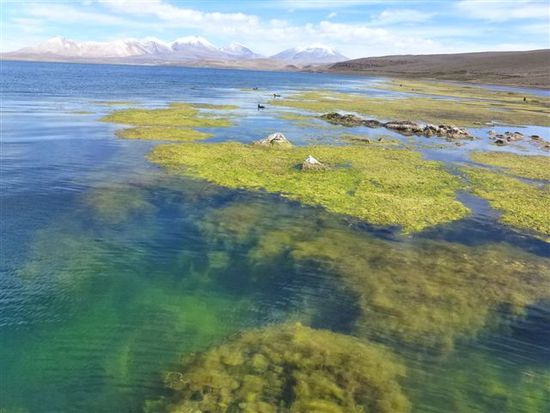 unglaubliche farben am lago chungara, trotz kopfweh erkannt.