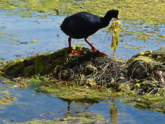 ein taucher(li) der monsterklasse baut ihr nest.