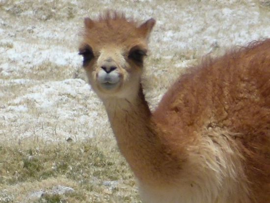 besuch vom vicuna baby.