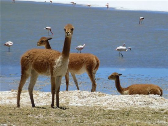 gegenseitiges beobachten, eine grandiose tierwelt belebt den salar.