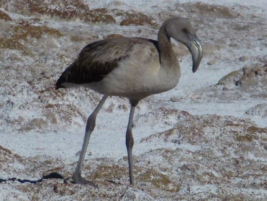 lässt sich durch unsere anwesenheit nicht stören, baby flamingo.