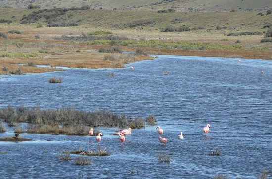Tümpel mit Flamingos