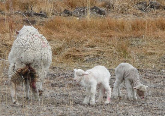 erst ein paar Tage alt