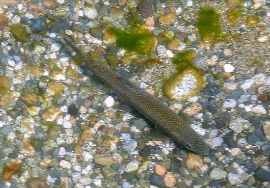 glasklares Wasser in Los Alerces