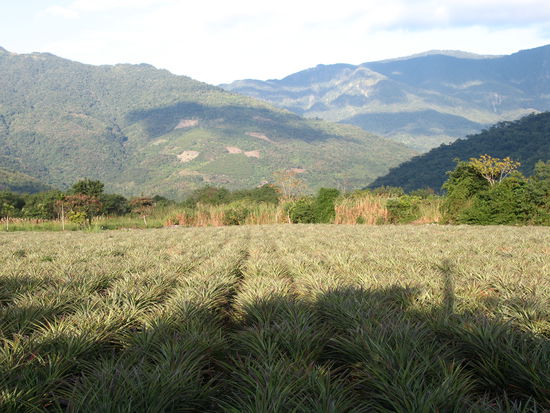Der "Hinterhof" von unserer heißen Quelle: Ananasfeld