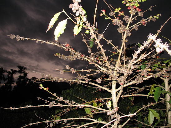 Schee oder? Kaffeepflanze am Abend