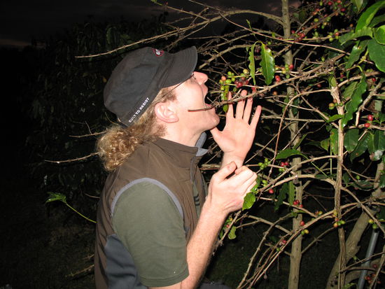 Kaffeesüchtiger bei der Drogenbeschaffung