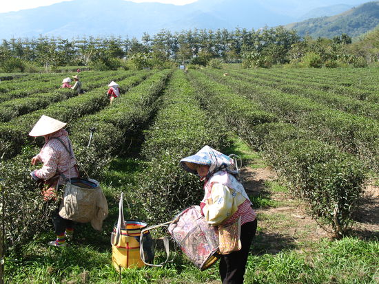 Teeblattzupferinnen bei der Arbeit