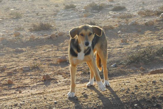 Ein Wuestenhund!?!