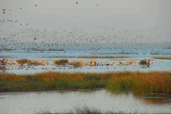 Vogelparadies auf der maurischen Seite des Senegal Deltas.