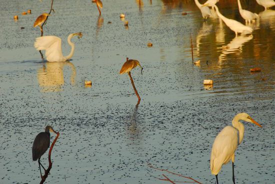 Das grosse Fressen. Jeder Punkt auf dem Wasser ist ein an Sauerstoffmangel eingehender ca. 10 cm langer Wels.