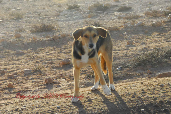 Streuner in der West-Sahara; manchmal fühlte ich mich auch so.