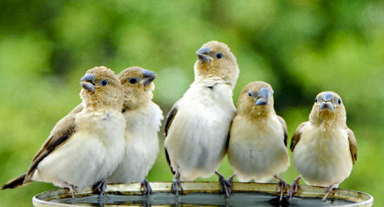 Silberschnäbelchen
Sitzen am Wasser und zwitschern sich die Köpfe heiß.