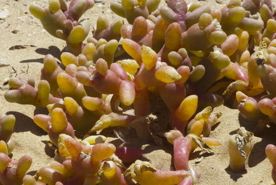 Kleine Bodendecker, die von grün bis rot leuchten. Bilden winzige weiße Blüten.