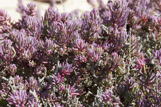 Man sieht, viele verschiedene Pflanzen mit vielfältigen Farben und Formen überleben trotz jahrelanger Trockenheit. Ein heftiger Regen bringt alles zum Blühen.