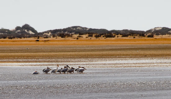 Pelikane in der Sahara