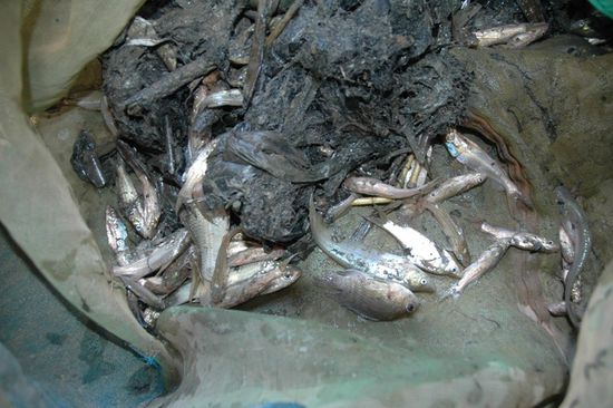 Fische aus dem Teich. So viel Glueck haben sie aber nicht immer. Wir haben auch schon abgezogene Ratten gesehen.