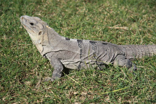 Die Waechter der Maya-Tempel!