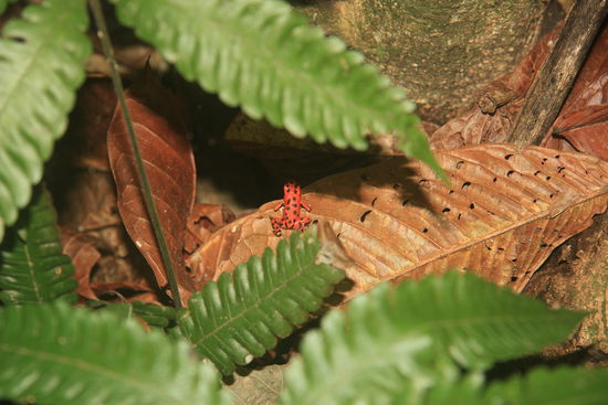 Der giftige Red-Frog!