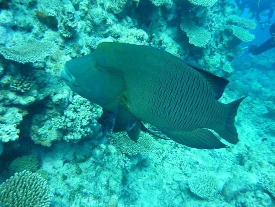 Der Kollege war knapp ein Meter lang