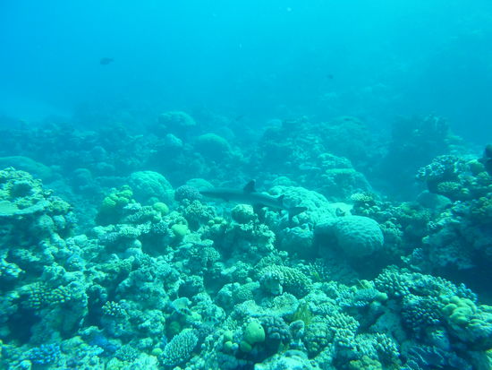 Riffhai, ca. 1,5 m lang