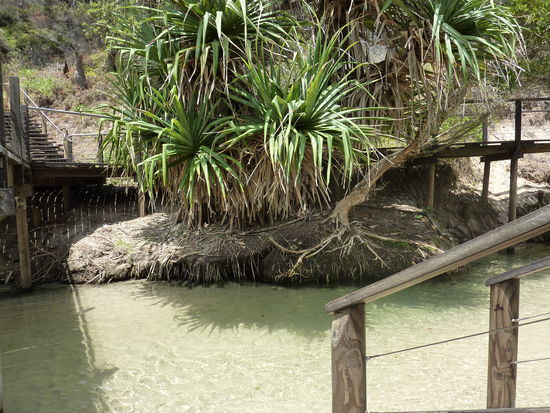 Eli Creek - der groesste Suesswasserfluss von Fraser Island