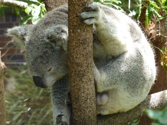 Bei dem Kollgen lehn ich mich mal aus dem Fenster und behaupte es ist ein Maennachen 