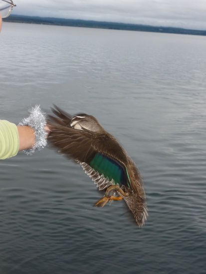 "Flugente" bei der Fuetterung