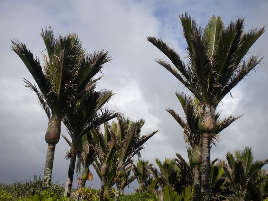 Palm trees on the way
