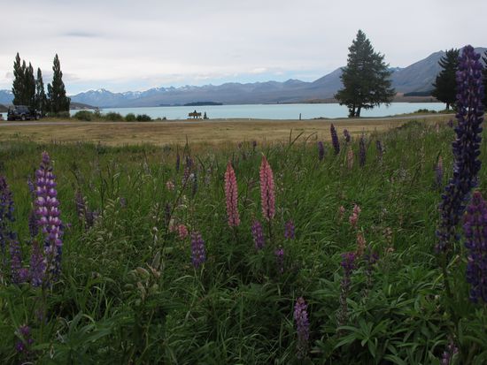 Lake Tekapo: in the back the alps and at good weather Mt. Cook (the highest mountain in NZL).