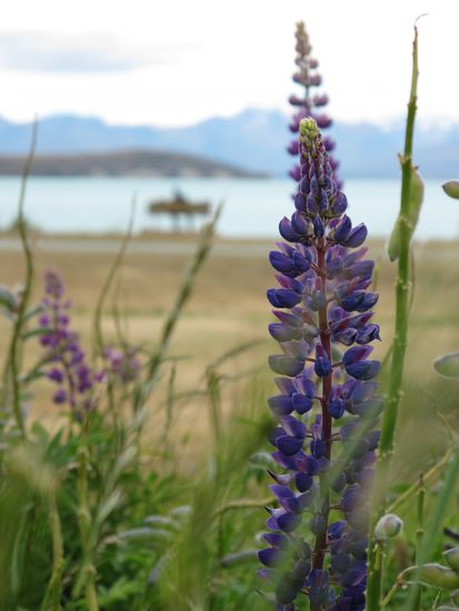 In the travel guide we read that there were huge fields of lupines... ... we saw only a few...