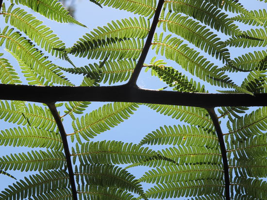 The fern trees are very impressive and up to 5 meters high - amazing!