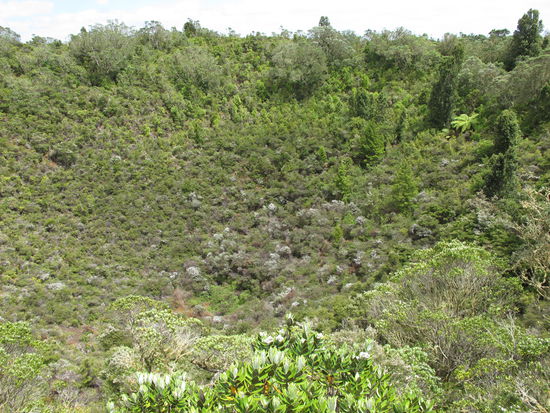 The volcano crater of Rangitoto Island. In the right corner you can see a fern tree.