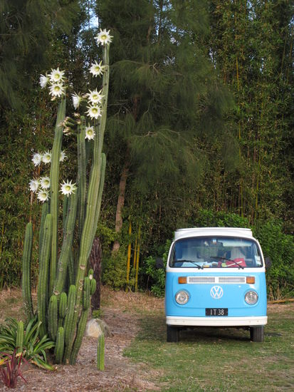 Oh, what a beautiful old german van next to our camp site.