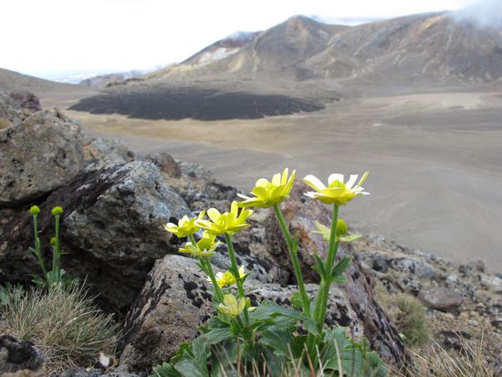 Flowers on the way, the lava field and the Red Crater