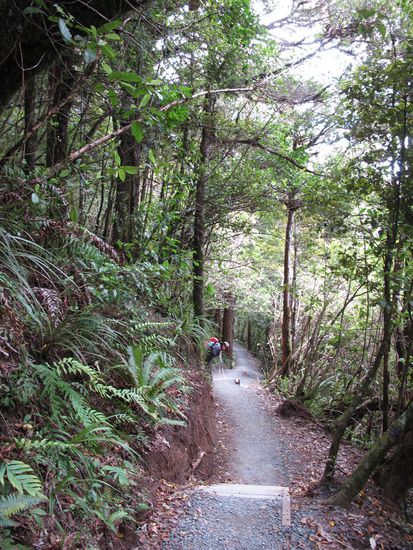 The contrast was the end of our track right through a kind of rain forest with huge ferntrees.