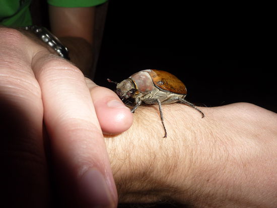 Nicht, dass wir vergessen, dass es hier auch machmal unangenehmes Viechzeugs gibt!