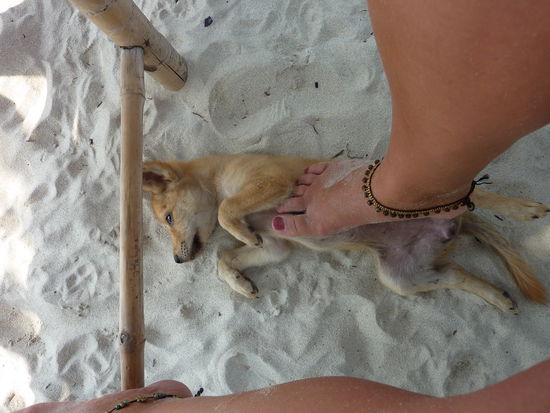 So suesse Hunde! Kuddeln a la Verena 