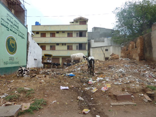 Mhhh! DAS brauchen die Kuehe fuer leckere Milch!