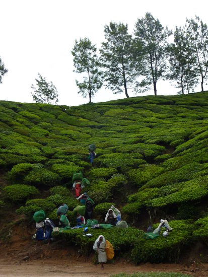 Teepflueckeinnen auf dem Weg zum Feierabend.