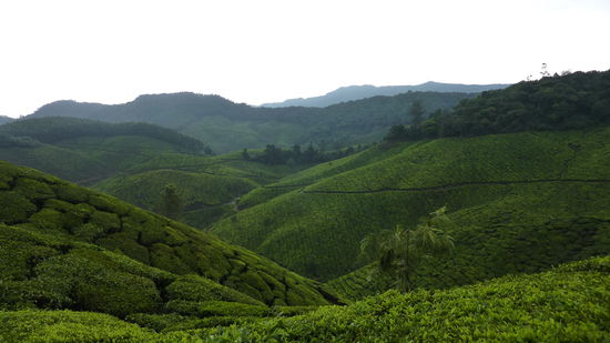 Tee so weit das Auge reicht!