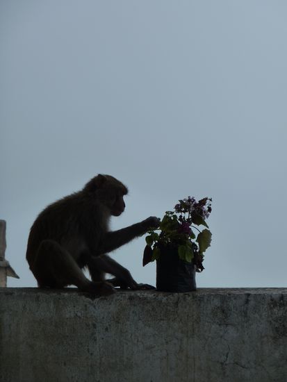 Hehe, erst fotografieren und dann ganz empoert helfen den Affen zu verscheuchen, wenn die Hausbesitzer alarmiert auf den Balkon springen. 