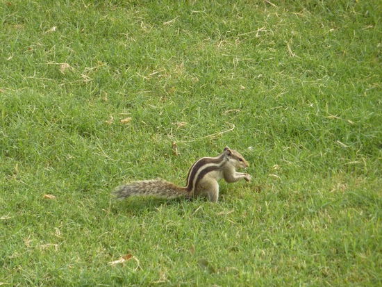 Wie suess sind die denn???!!! Die haben fast Erdmaennchen abgeloest in meinem persoenlichen Tierrating!